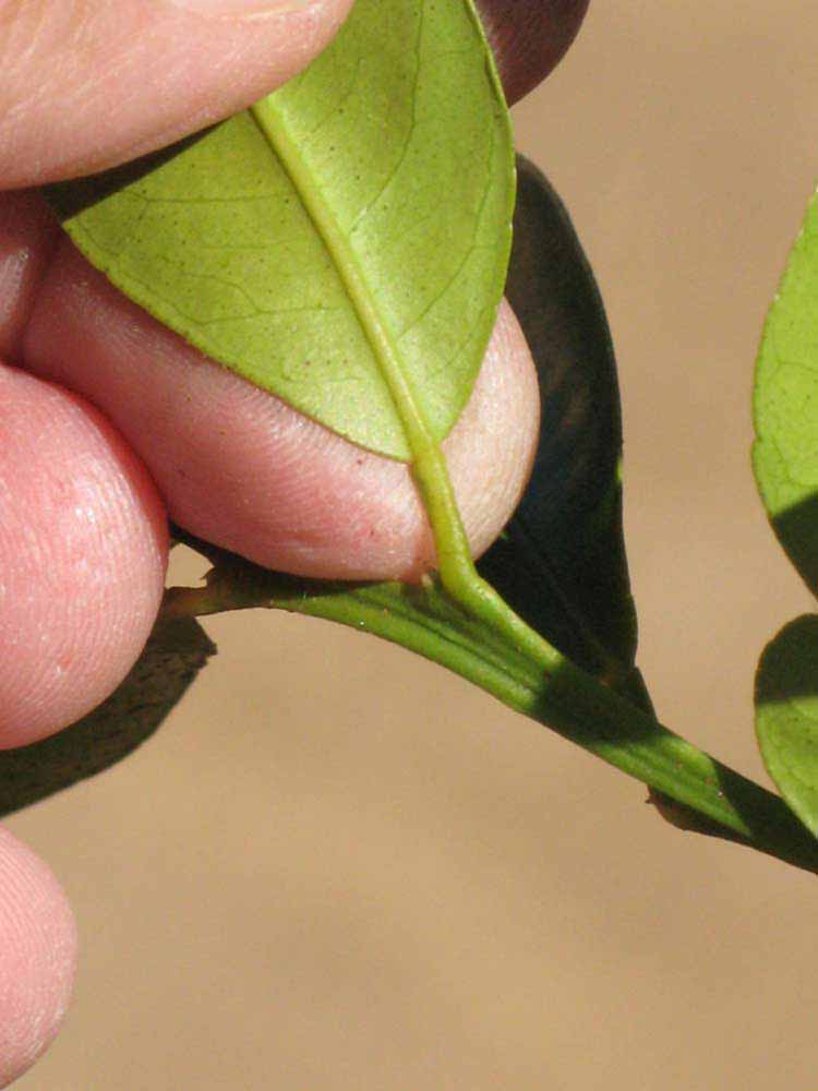              Petiole (Riverside, CA)       